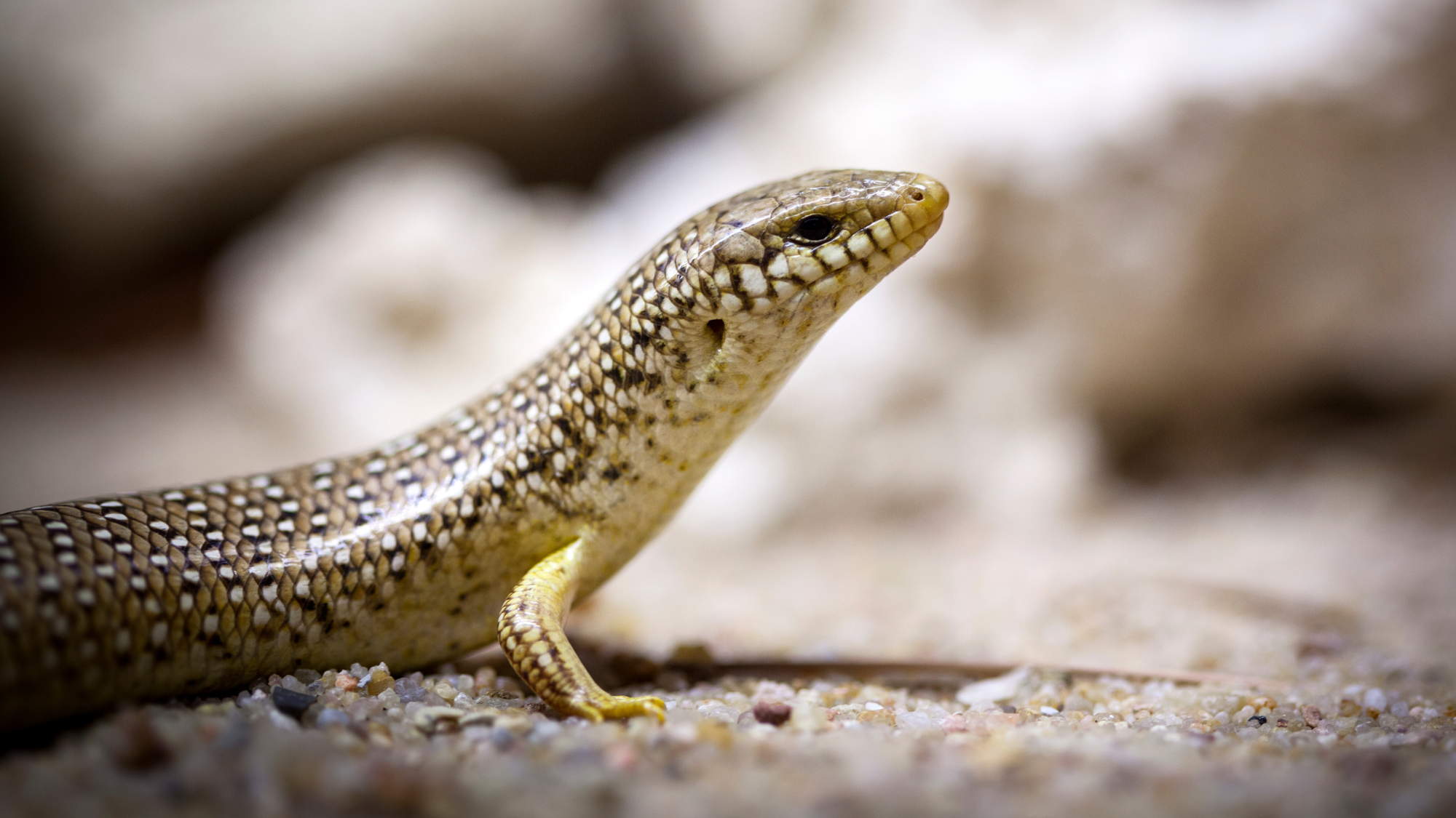 Ocellated Skink Caresheet and Bioactive Habitat Maintenance
