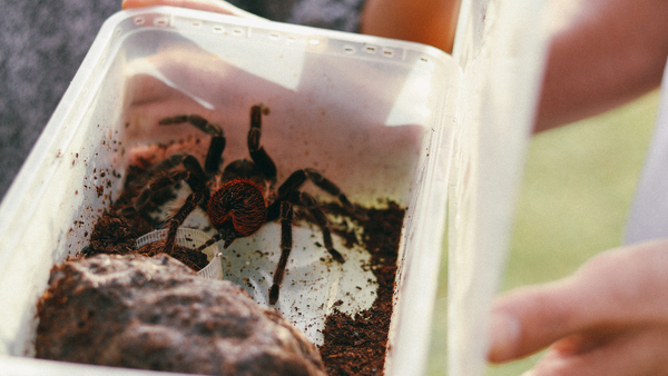 Top 10 Common Mistakes in the Tarantula Hobby (and How to Avoid Them ...