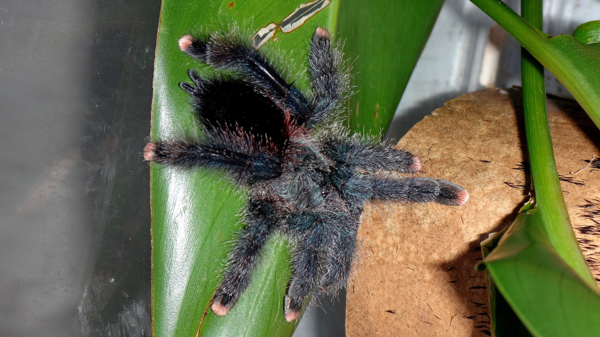 How Tarantulas Get Their Scientific Names