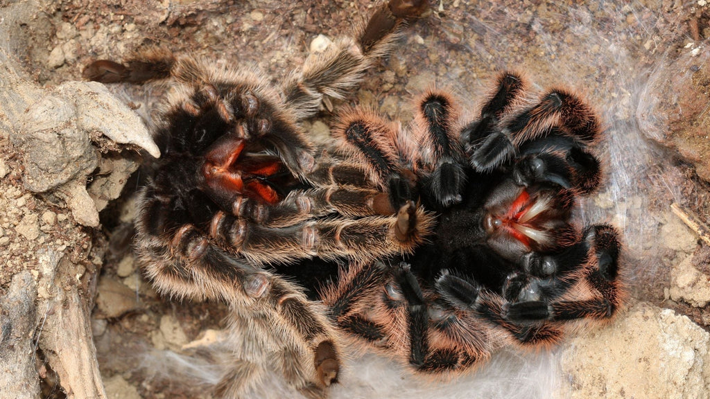 Signs Your Tarantula Is About to Molt