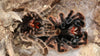 Signs Your Tarantula Is About to Molt
