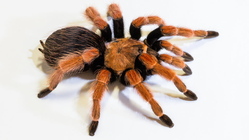 The Care and Maintenance of the Mexican Fireleg Tarantula