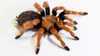 The Care and Maintenance of the Mexican Fireleg Tarantula