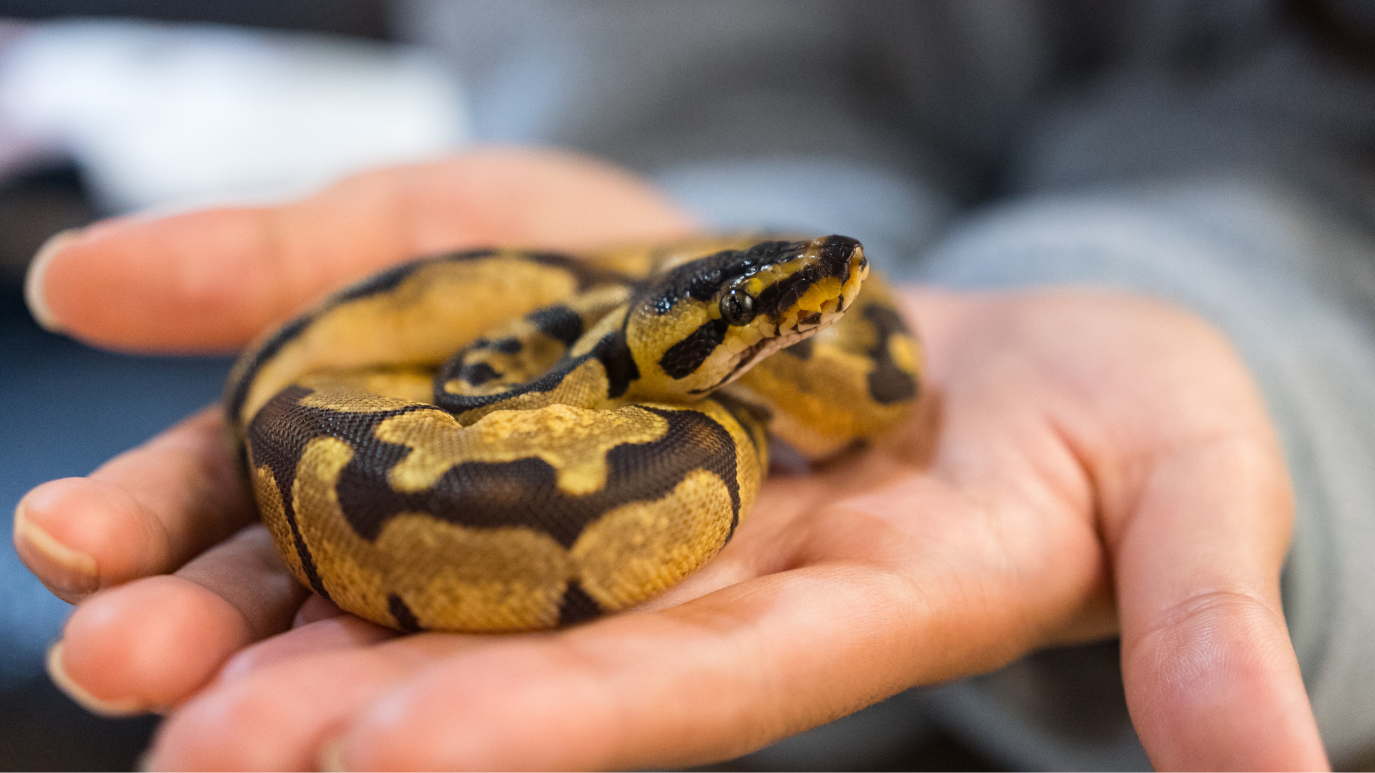 Where Should You Get Your Next Pet Reptile, Amphibian, or Invert?