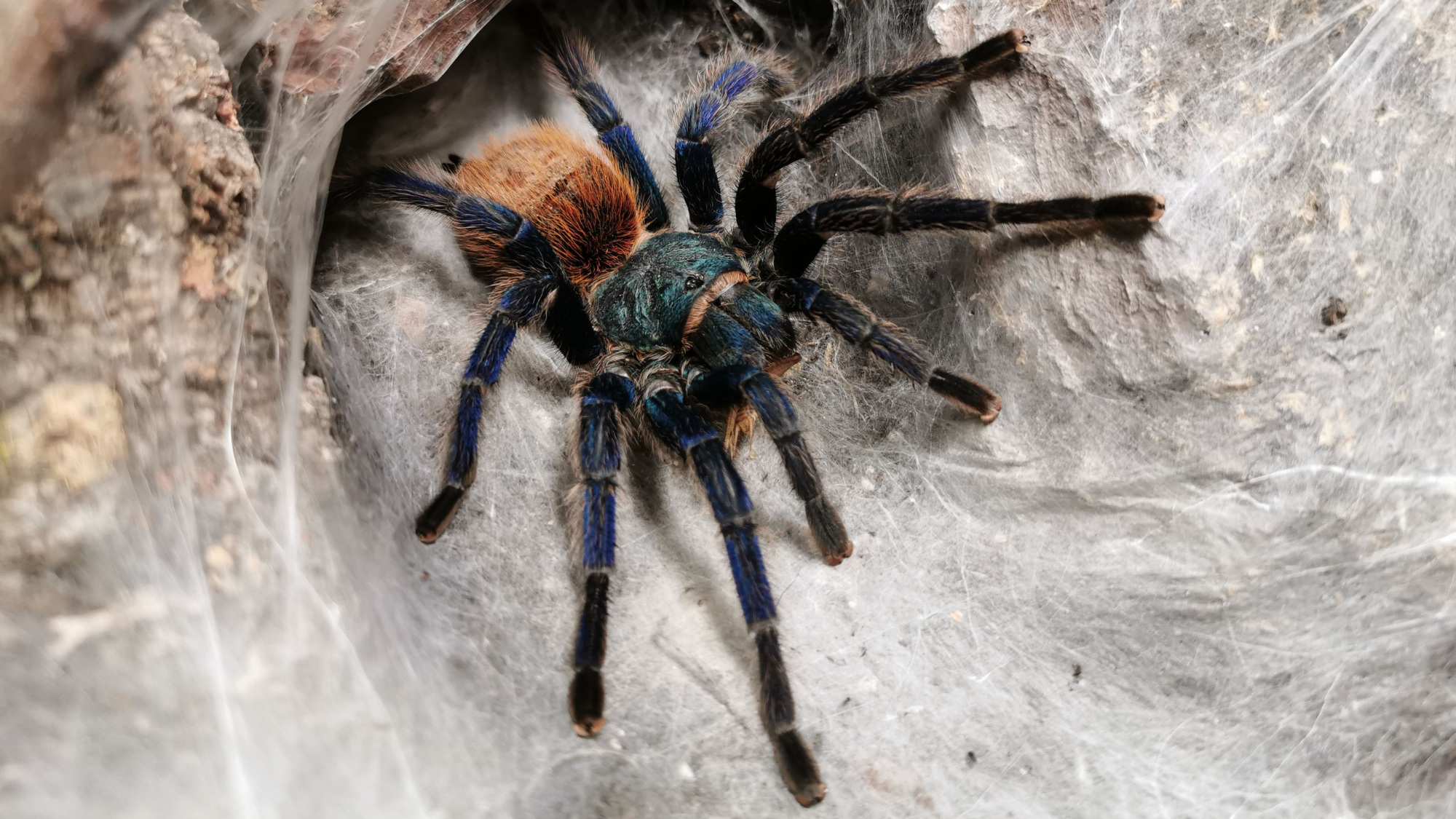 The Care and Maintenance of the Green Bottle Blue Tarantula
