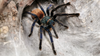 The Care and Maintenance of the Green Bottle Blue Tarantula