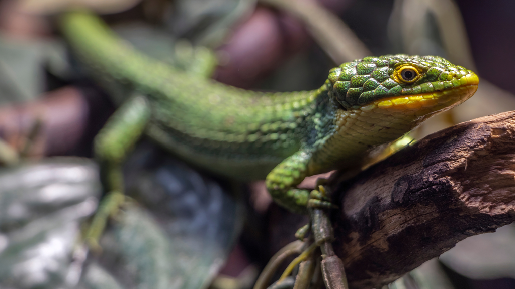 Arboreal Alligator Lizard Caresheet and Bioactive Habitat Maintenance