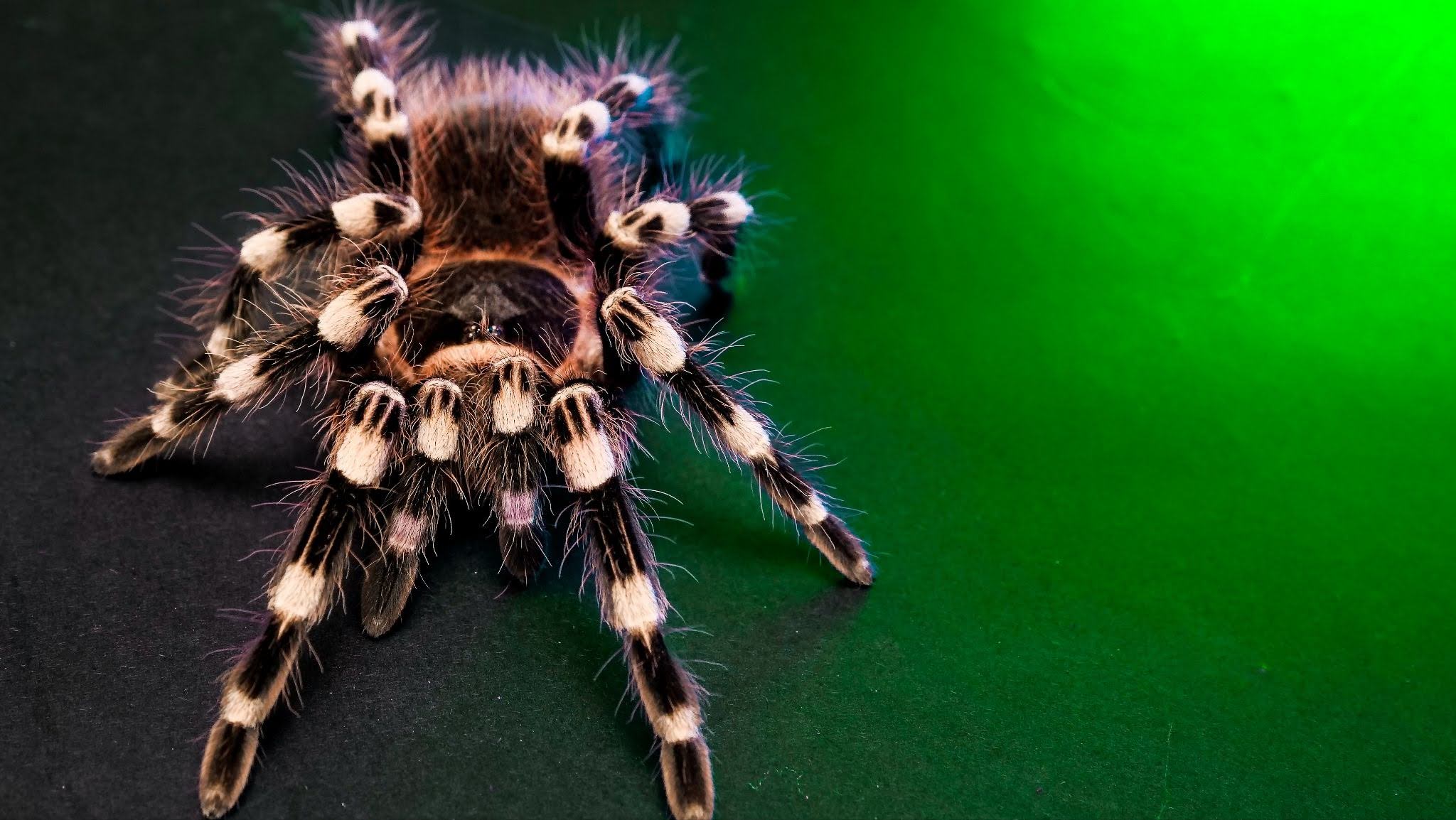 Brazilian White Knee Tarantula Caresheet and Bioactive Habitat Maintenance