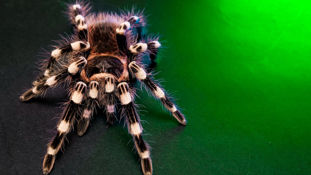 Brazilian White Knee Tarantula Caresheet and Bioactive Habitat Maintenance