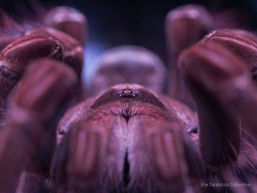 The Care and Maintenance of the Goliath Birdeater