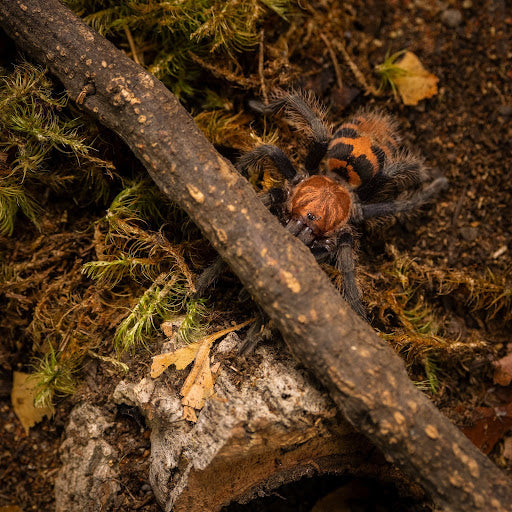 Natural vs Captive Tarantula Environments: What Wild Habitats Teach Us About Better Husbandry
