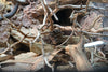 Viper Gecko (Teratolepis Fasciata) Care Sheet