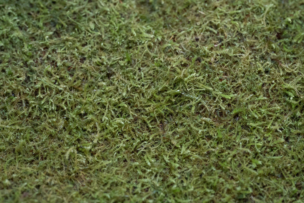 Wichurae Moss Care Sheet