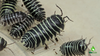 Zebra Isopod Care Sheet