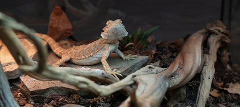 Terrarium Rocks &amp; Minerals