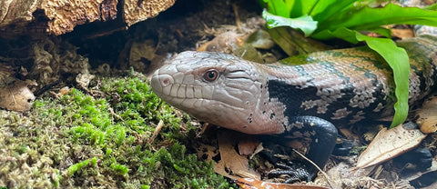 Plants for lizards tropical and desert