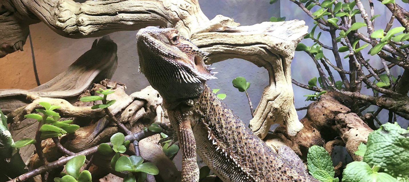 Lizard Setup Lizard Starter Kits - Lizard Terrarium Kits | The Bio Dude