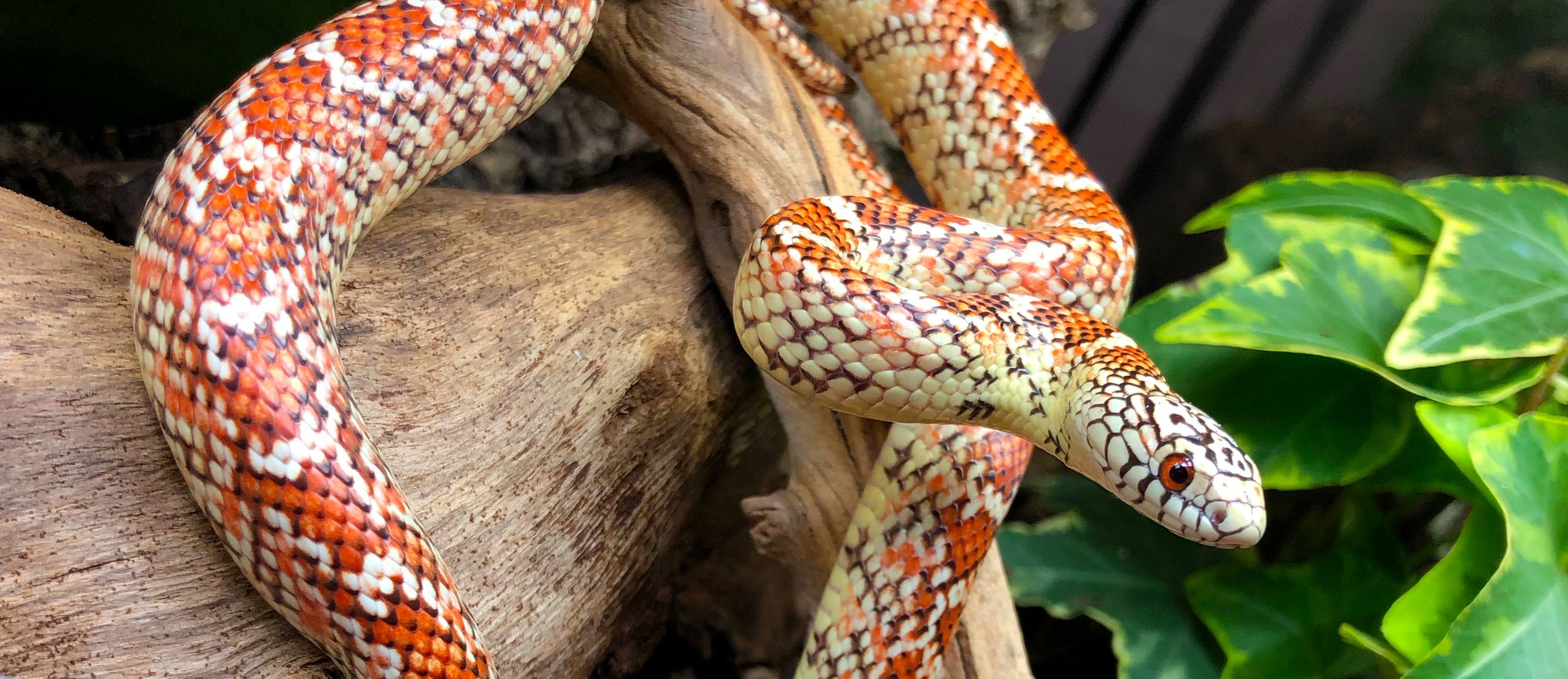 Setting up the snake terrarium