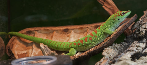 Reptile Nuts, Botanicals &amp; Seed Pods