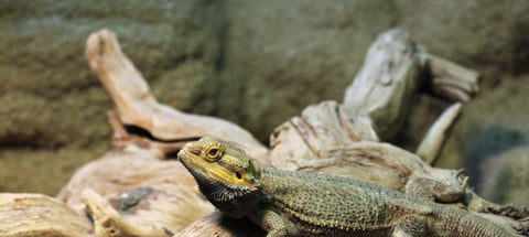 Reptile Habitat Supplies for backgrounds