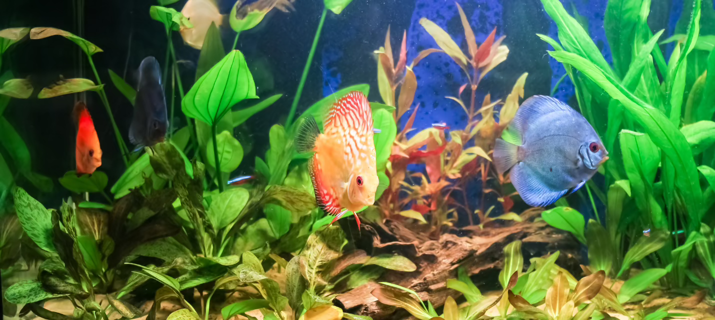 Aquarium Lighting and LEDs The Bio Dude