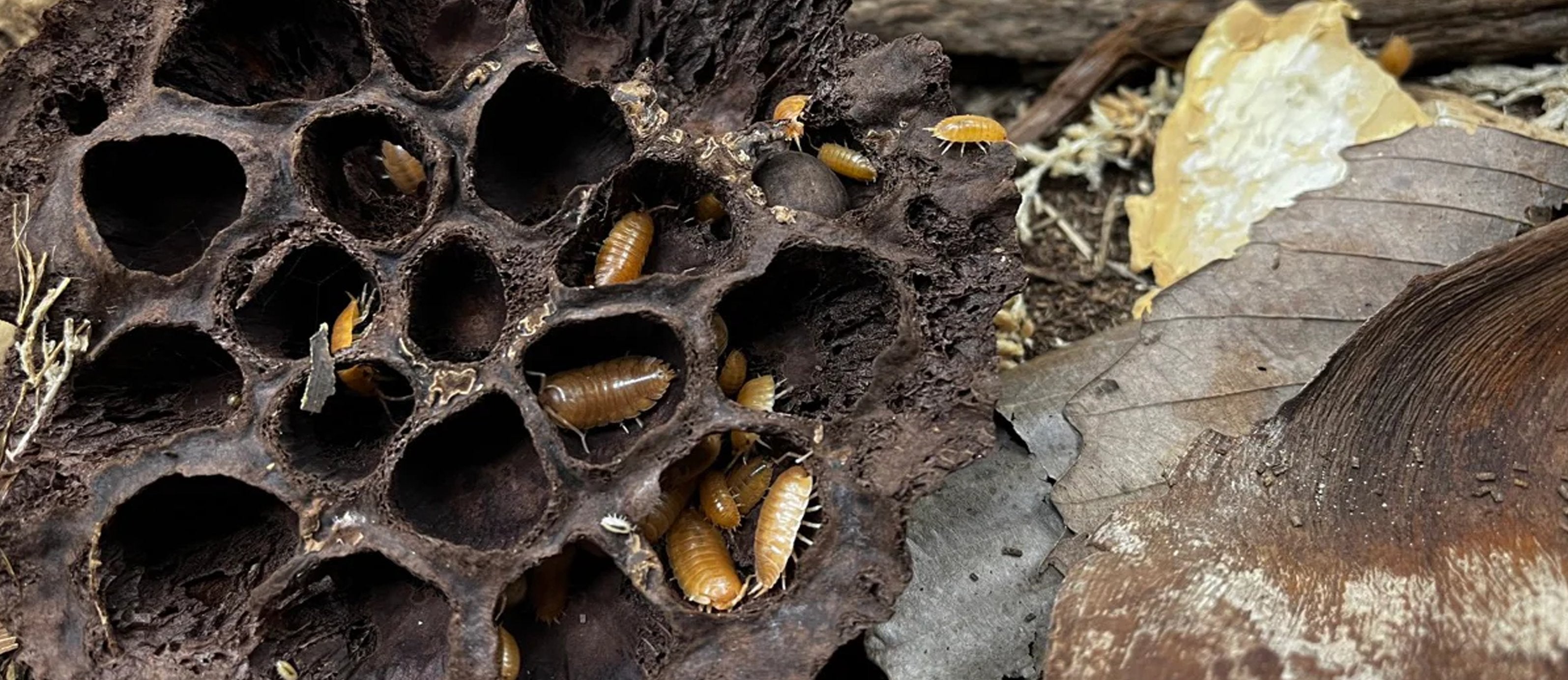 Insect Grubs for Reptile Soil | The Bio Dude – Tagged