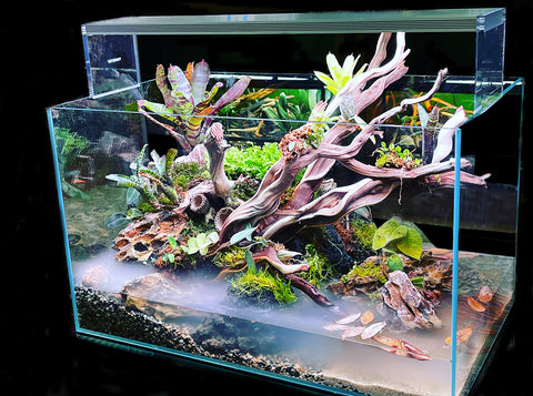 Tissue Cultured Terrarium and Aquarium Plants
