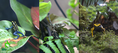 Frogs &amp; Amphibians for sale