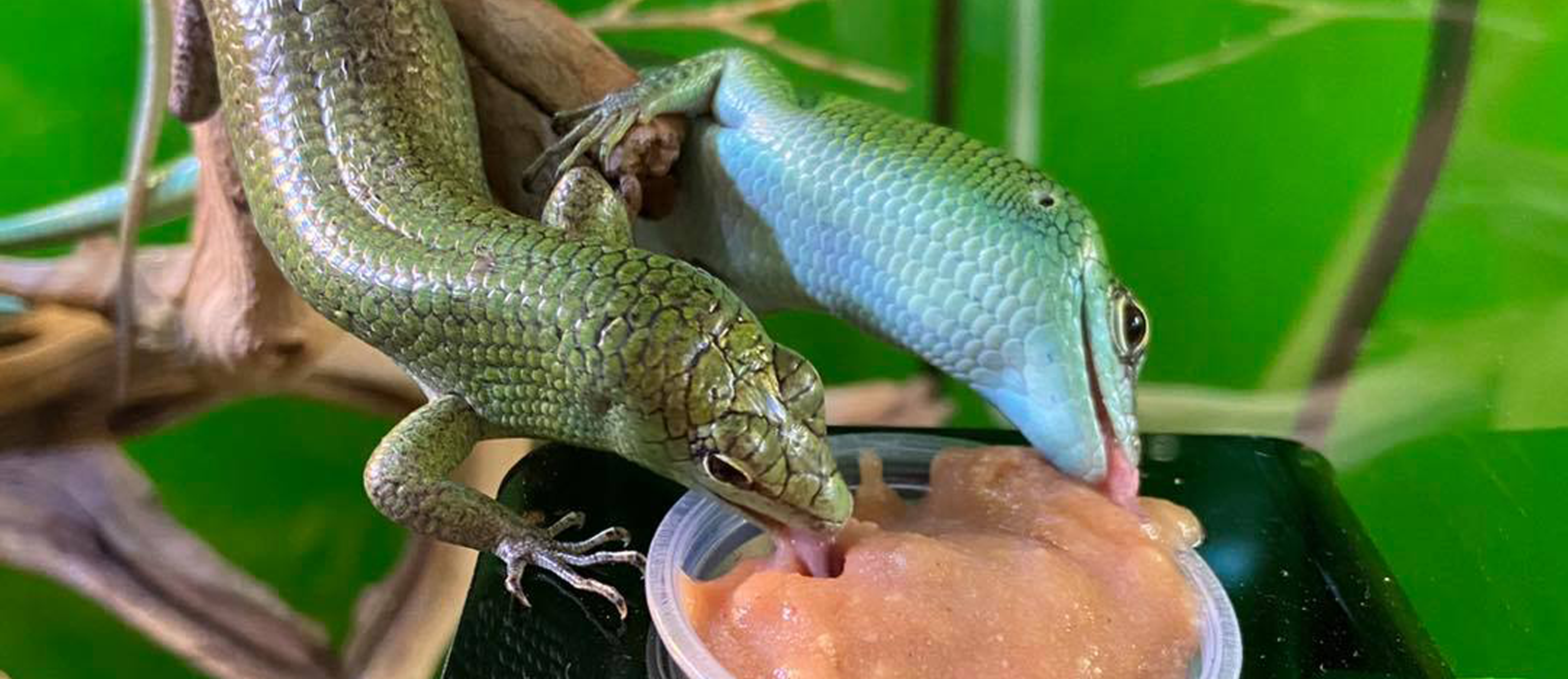 Food for Reptile Diets