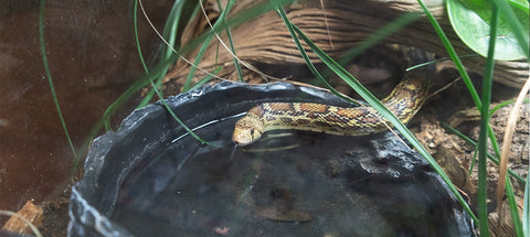 Reptile Water and feeding Dishes