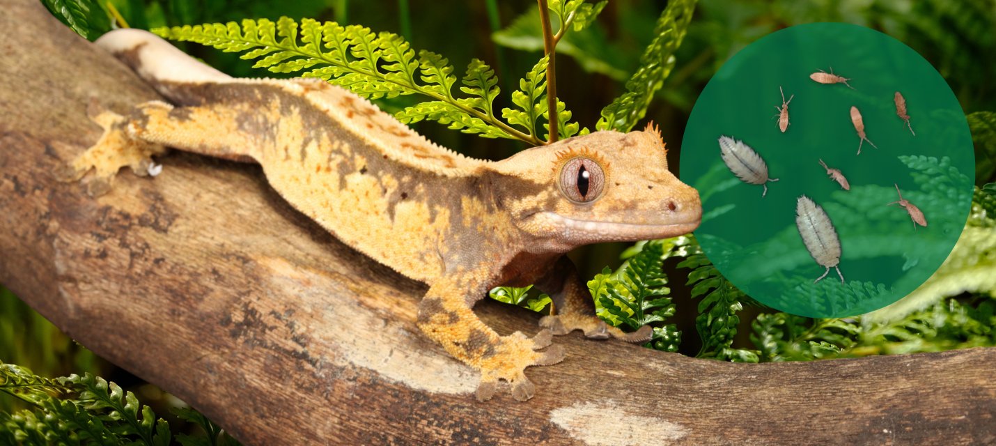 Bioactive Terrarium Bugs for Reptiles | The Bio Dude