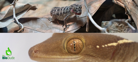 Lizards &amp; Geckos for sale