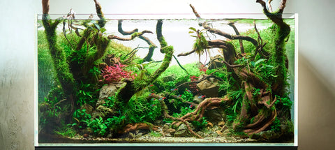 Aquaria Woods and Accents