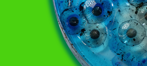 Reptile and Amphibian Breeding Supplies