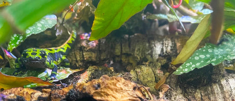 Bioactive Frog &amp; Salamander Terrarium Kits