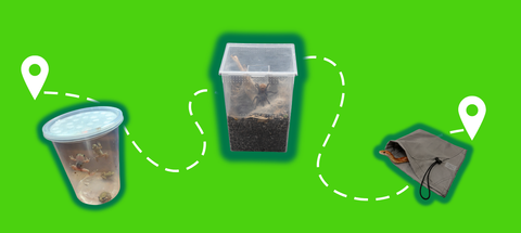 Snake Bags and animal containers