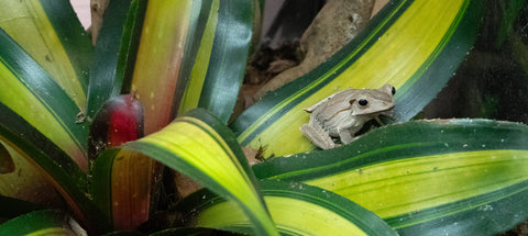 Tropical Terrarium Plants