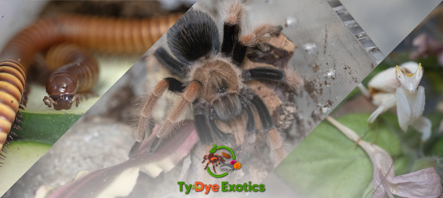 Tarantulas and other invertebrates