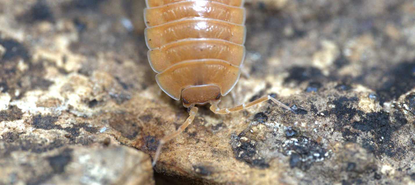 Isopods and Springtail Cultures