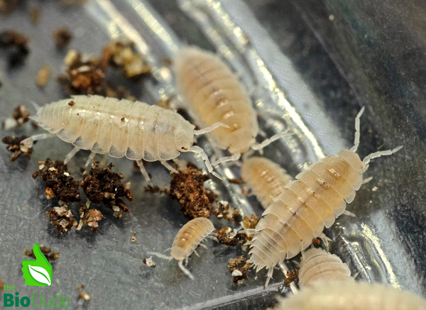 Trichorhina tomentosa
