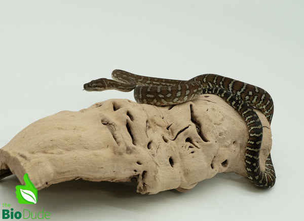 Morelia Bredli Python - Lila