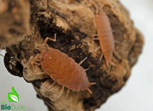 Porcellionides pruinosus "Powder Orange" Isopods FREE SHIPPING