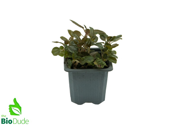 3" Pot Pilea Friendship