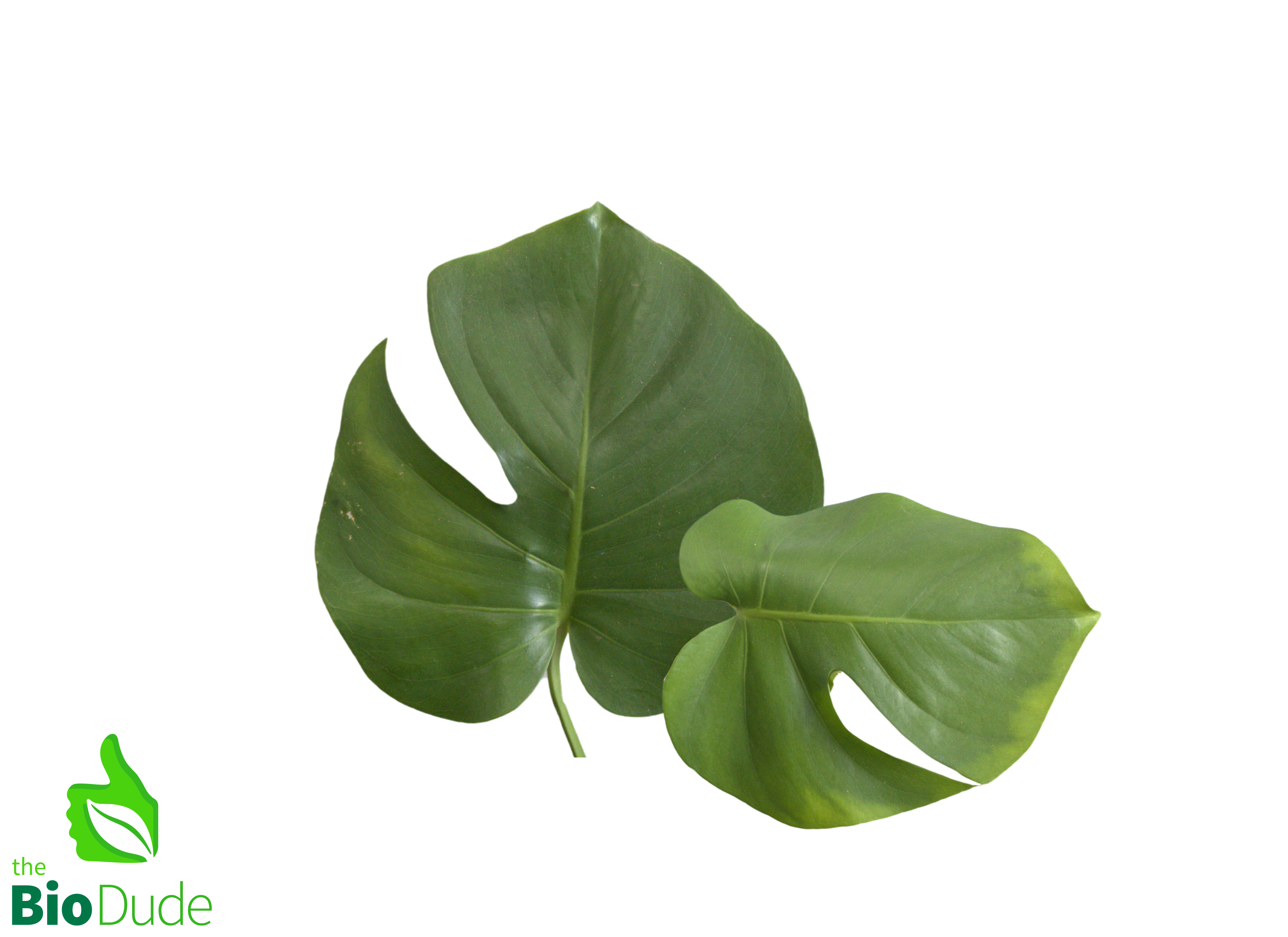 monstera temperature tolerance 4" Pot Monstera