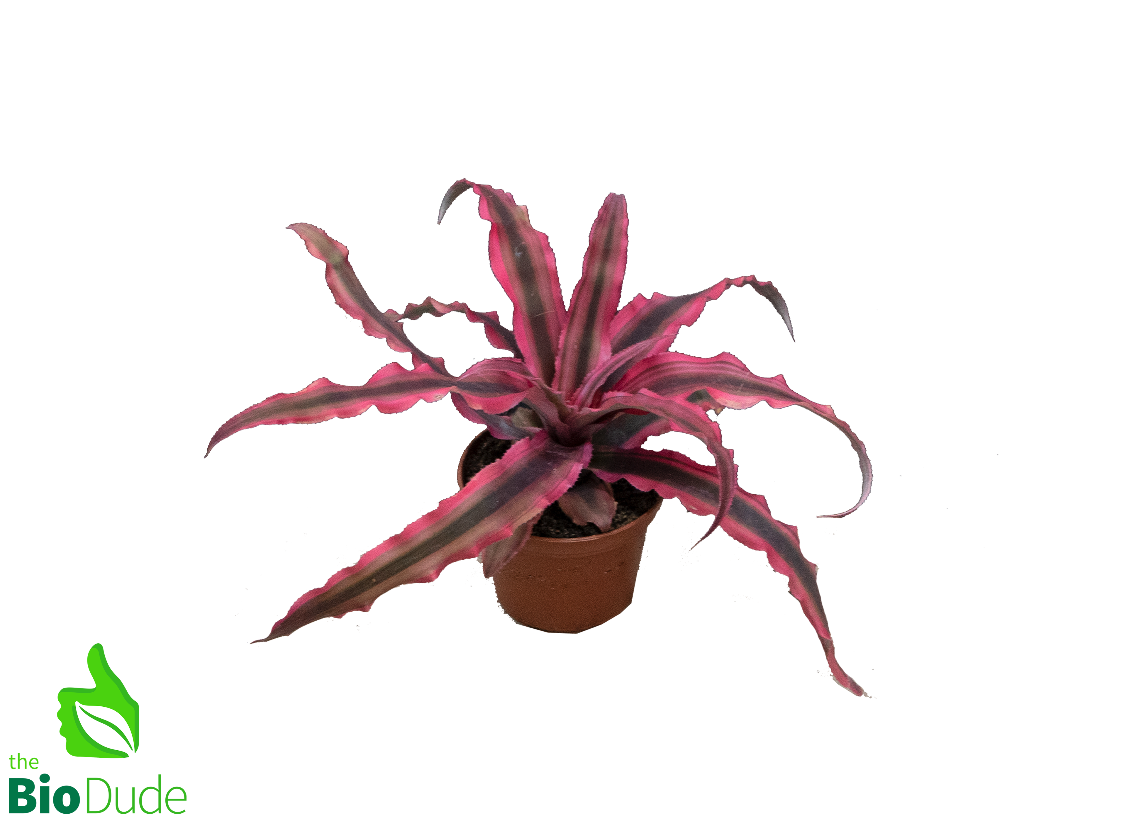 is earth star plant a succulent 3" Pot Cryptanthus Earth Star Dude's Choice