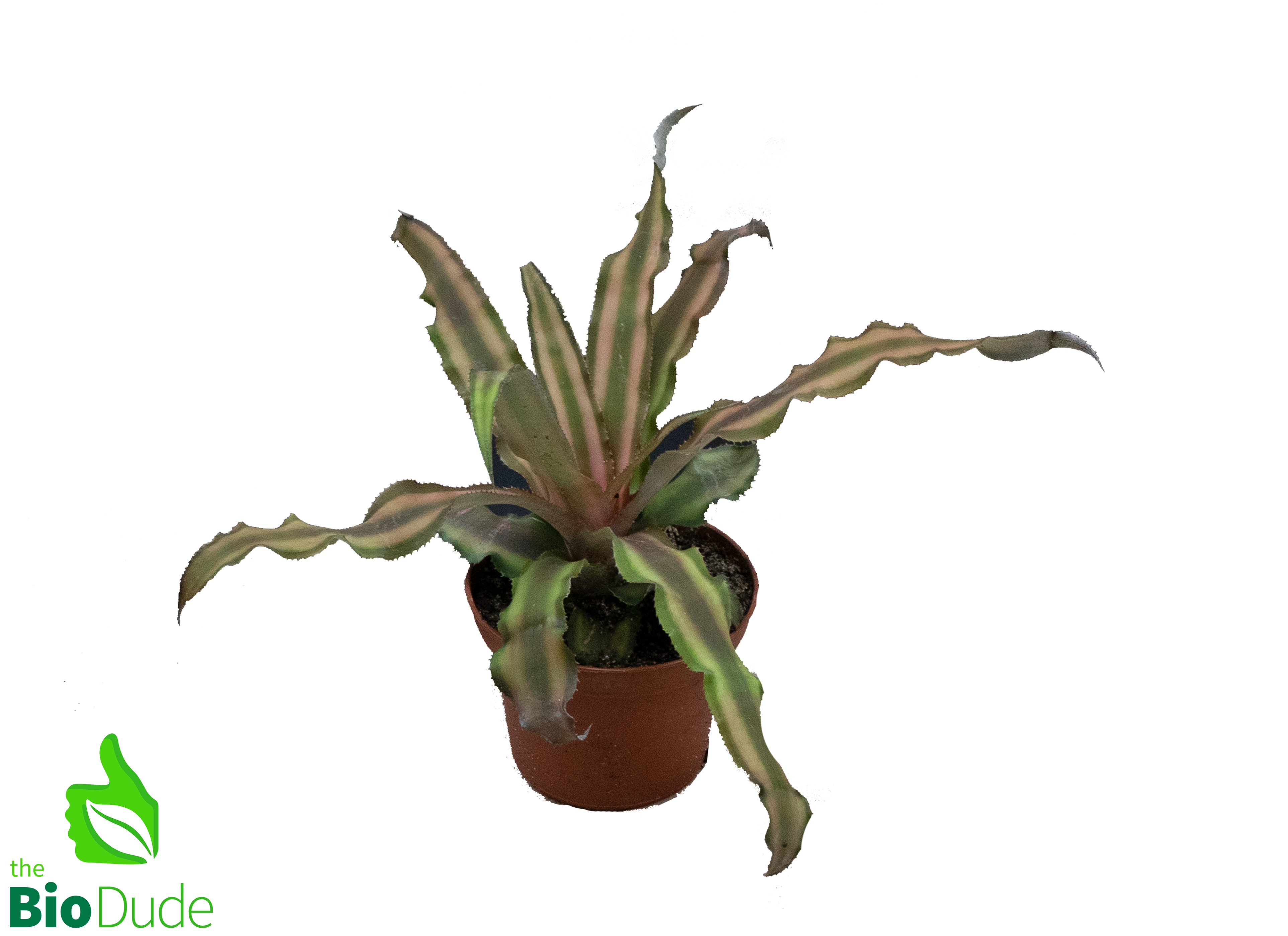 earth star plant terrarium 3" Pot Cryptanthus Earth Star Dude's Choice