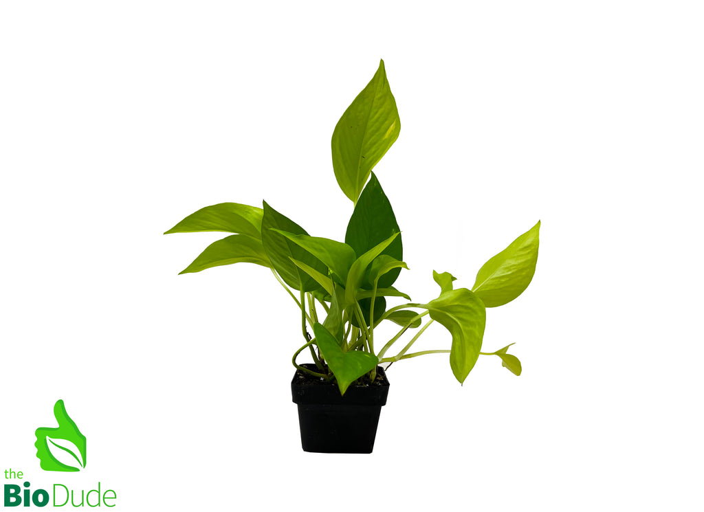 3" Pot Neon Pothos