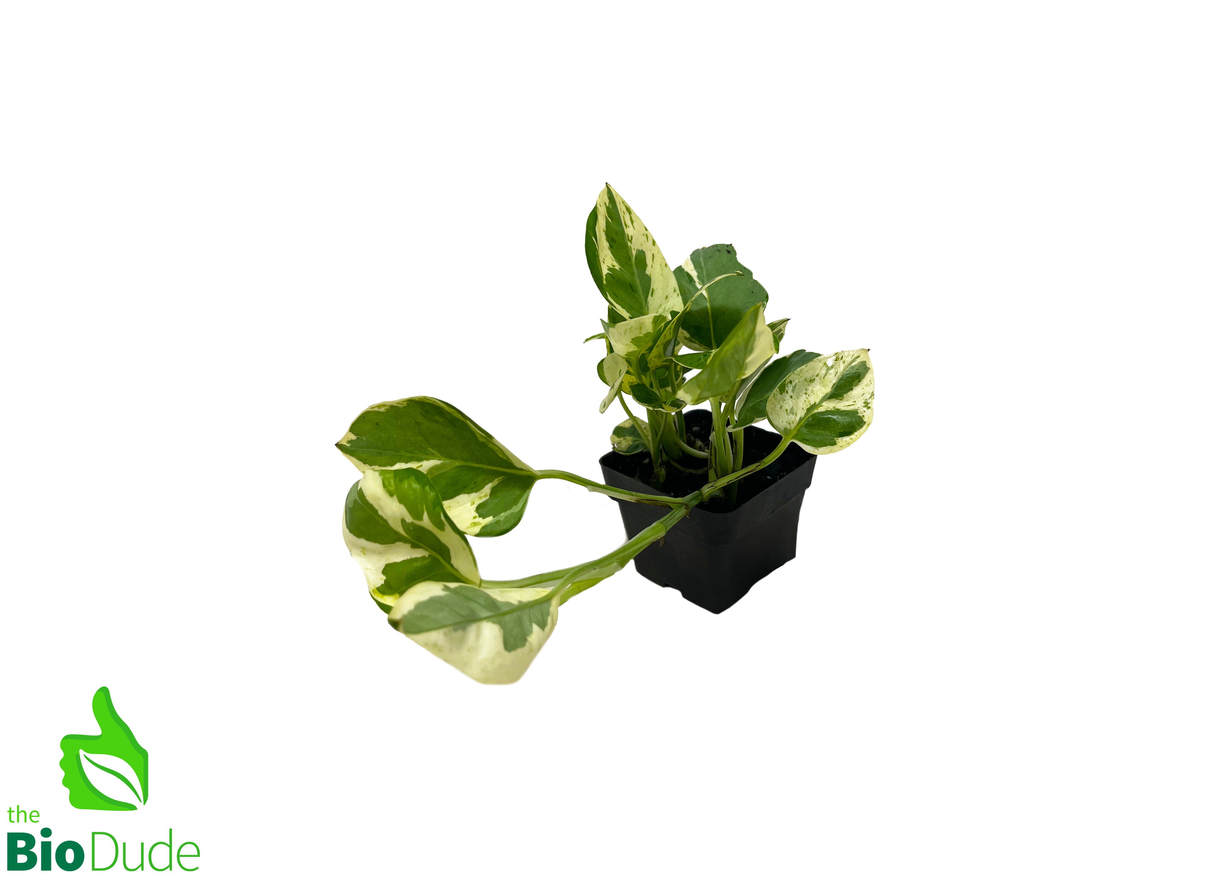 pothos botanical name 3" Pot Pothos-N Joy