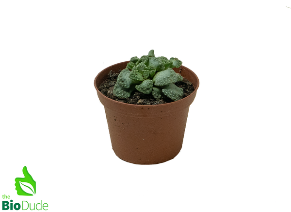 3" Pot Concrete Leaf Jewel Plant