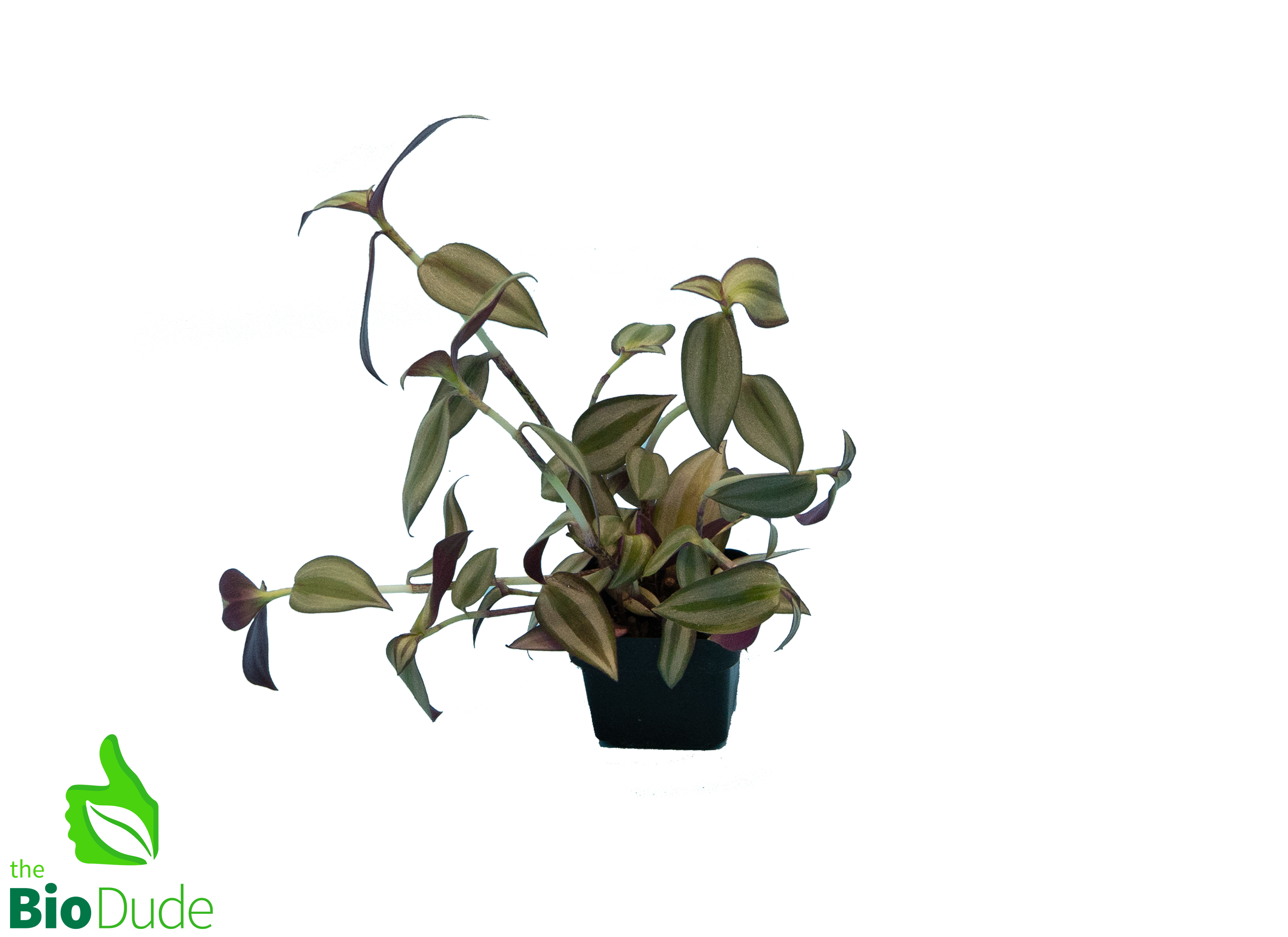 is wandering jew indoor plant 3" Pot Wandering Dude